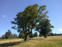 159.jpg