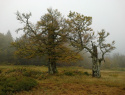 126.jpg