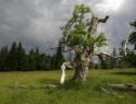 153.jpg